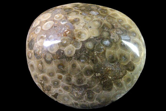 Polished Petoskey Stone (Fossil Coral) - Michigan #162059
